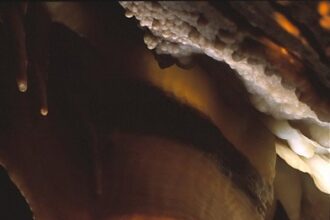 Olentangy Orange vs. St. Xavier live score, updates, highlights from OHSAA Division I state champion