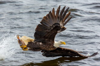 Chargers vs. Eagles: Who wins in Week 14?