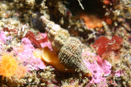 Merk, Monk among first to progress as 2026 Q-School