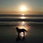 Reign extend coach Laura Harvey through 2028 season