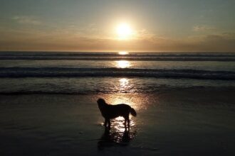 Reign extend coach Laura Harvey through 2028 season