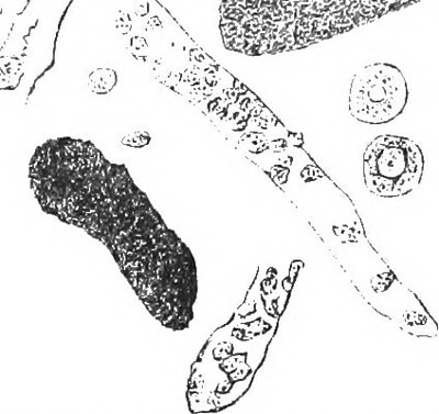 John Harbaugh agrees to 5-year deal to coach Giants