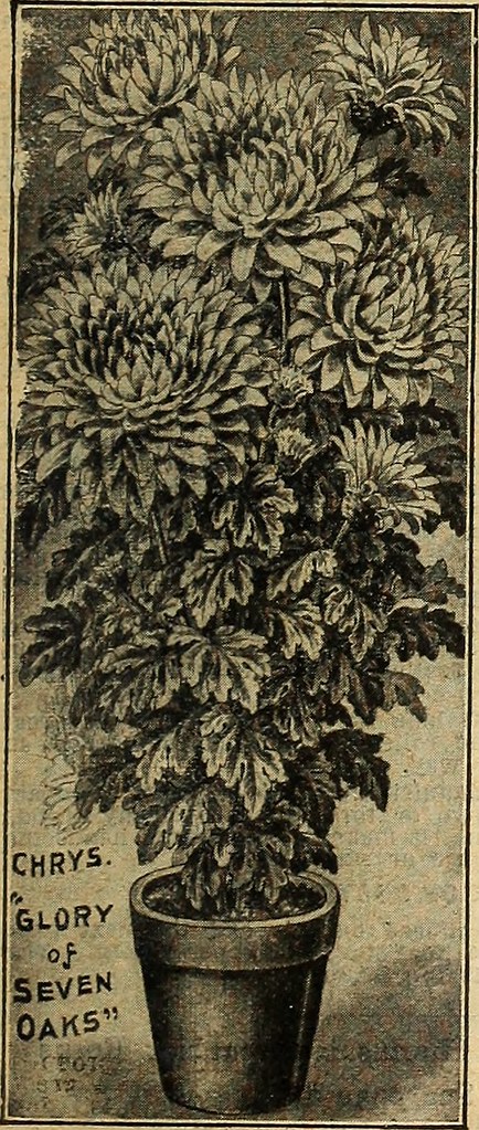 Frosty handshake: Fiery Naomi Osaka, Sorana Cirstea share cold exchange in heated clash