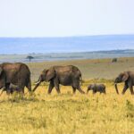 England collapse to defeat against Sri Lanka as ODI struggles continue