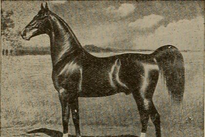 Cruz Hewitt's son chills with Federer twins at Australian Open