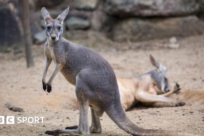 Weekly sports quiz: Wait, a kangaroo did what?!