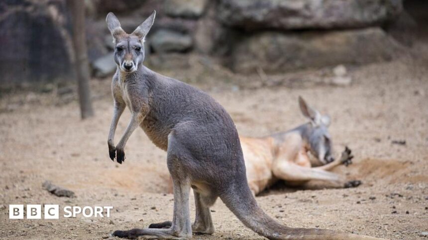 Weekly sports quiz: Wait, a kangaroo did what?!