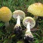 Neville: VAR intervention and Szoboszlai red card ruined a 'golden moment'