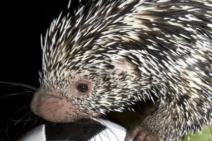 Between mails and a World Cup dream: Story of Saqib and Zach Lion-Cachet