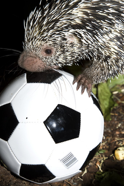 Between mails and a World Cup dream: Story of Saqib and Zach Lion-Cachet