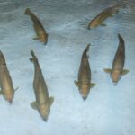 Reports: RHP Aaron Civale joins Athletics on 1-year deal