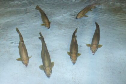 Reports: RHP Aaron Civale joins Athletics on 1-year deal