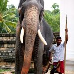 Shanaka blames negativity, seeks government help after Sri Lanka's World Cup exit