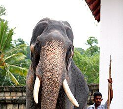 Shanaka blames negativity, seeks government help after Sri Lanka's World Cup exit