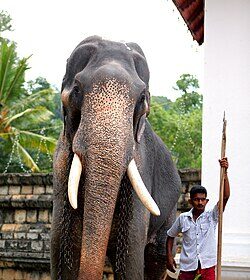 Shanaka blames negativity, seeks government help after Sri Lanka's World Cup exit