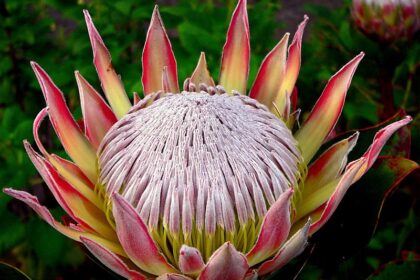 SA vs WI: Proteas do India a favour, sink Windies to keep T20 World Cup semifinal race alive