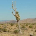 SA vs NZ Highlights, semifinal: Finn Allen's 100 powers New Zealand into final