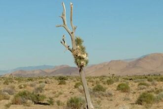 SA vs NZ Highlights, semifinal: Finn Allen's 100 powers New Zealand into final