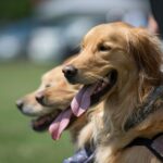 Police Scotland confirm arrests made after 'despicable' Old Firm pitch invasion