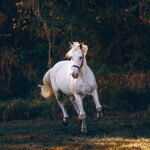 Reports: Colts re-sign Alec Pierce to 4-year, $116M contract