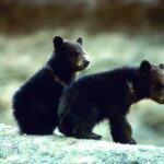 Reports: Bears retain LB D'Marco Jackson on 2-year deal