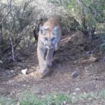 Report: Lions signing ex-Chiefs RB Isiah Pacheco