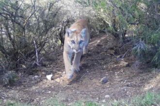 Report: Lions signing ex-Chiefs RB Isiah Pacheco