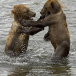 Reports: Bears signing ex-Lions WR/PR Kalif Raymond