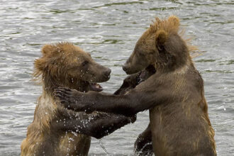 Reports: Bears signing ex-Lions WR/PR Kalif Raymond
