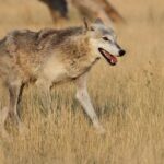 Duke, Arizona, Michigan and Florida receive No. 1 seeds for men's March Madness. Miami (Ohio) makes