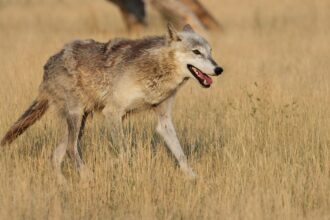 Duke, Arizona, Michigan and Florida receive No. 1 seeds for men's March Madness. Miami (Ohio) makes