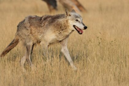 Duke, Arizona, Michigan and Florida receive No. 1 seeds for men's March Madness. Miami (Ohio) makes