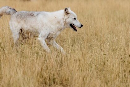 Duke, Arizona, Michigan, Florida earn NCAA top seeds; Miami (Ohio) last team in