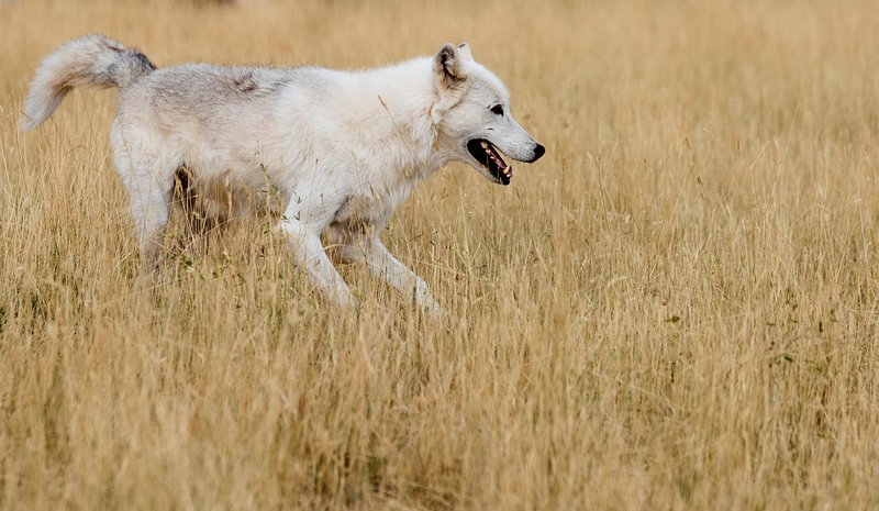 Duke, Arizona, Michigan, Florida earn NCAA top seeds; Miami (Ohio) last team in