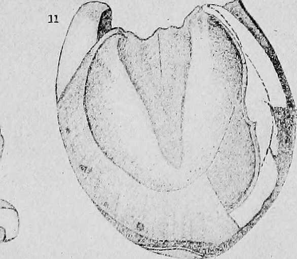 John Harbaugh, Giants considering Odell Beckham Jr. reunion