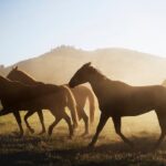 Rumble at the Riverside: Can Millwall stun Boro and blow promotion race wide open?