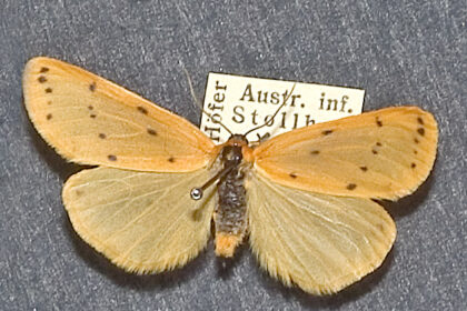 Bears HOFer McMichael, who died at 67, had CTE