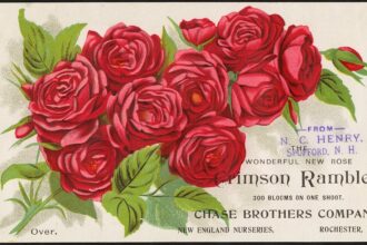 Packer ready to add to Red Roses' World Cup history with Grand Slam