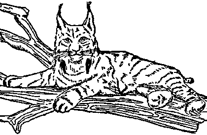 Lynx's Collier (ankle) sidelined until at least June