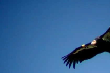 Report: Eagles sign first-round WR Makai Lemon