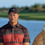 When will Tiger Woods return to golf after DUI arrest