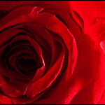 Red Roses on brink of eighth consecutive Six Nations title