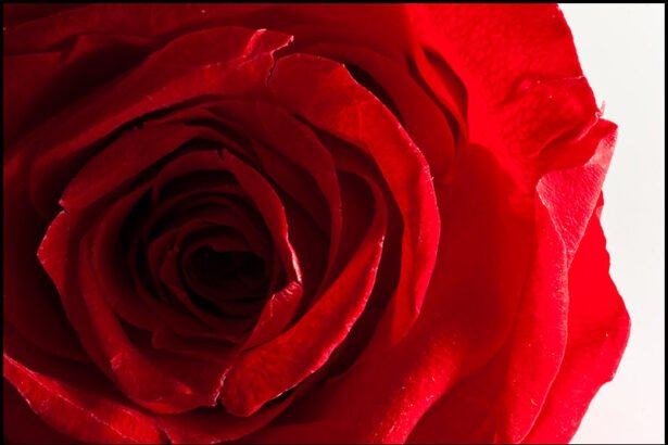 Red Roses on brink of eighth consecutive Six Nations title